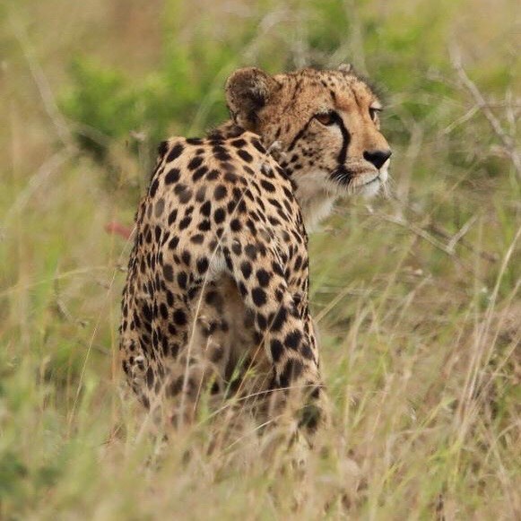 instagram 4 cheetah