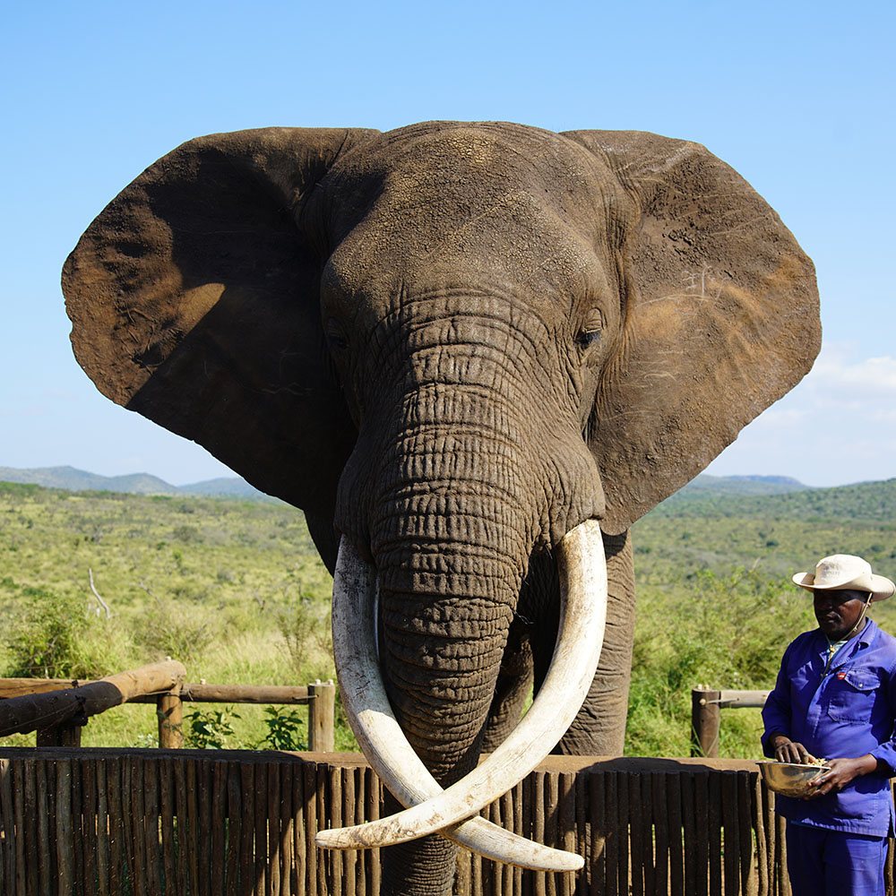 bayete zulu elephant interaction p o a tour 05