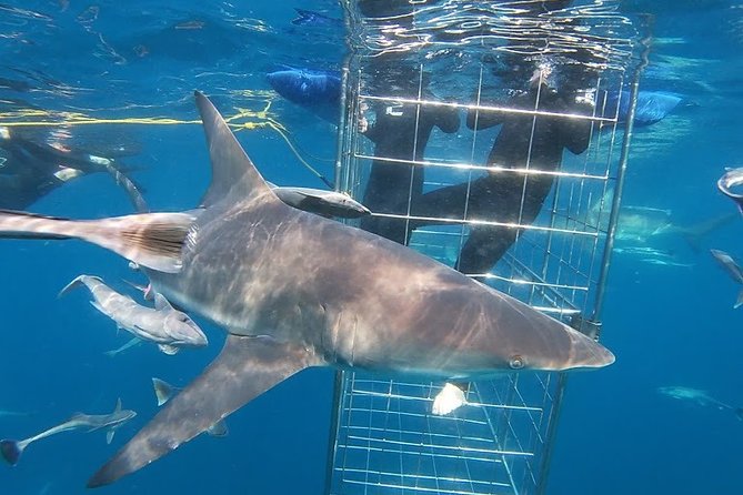 Shark cage diving Durban – close-up view of sharks during guided marine adventure